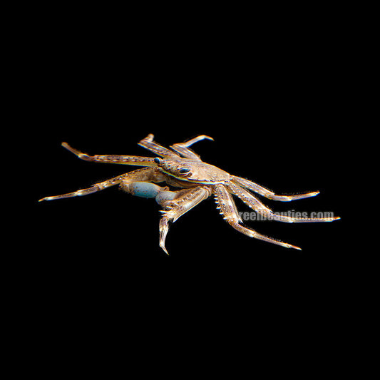 Sally Lightfoot Crab (Percnon Gibbesi)