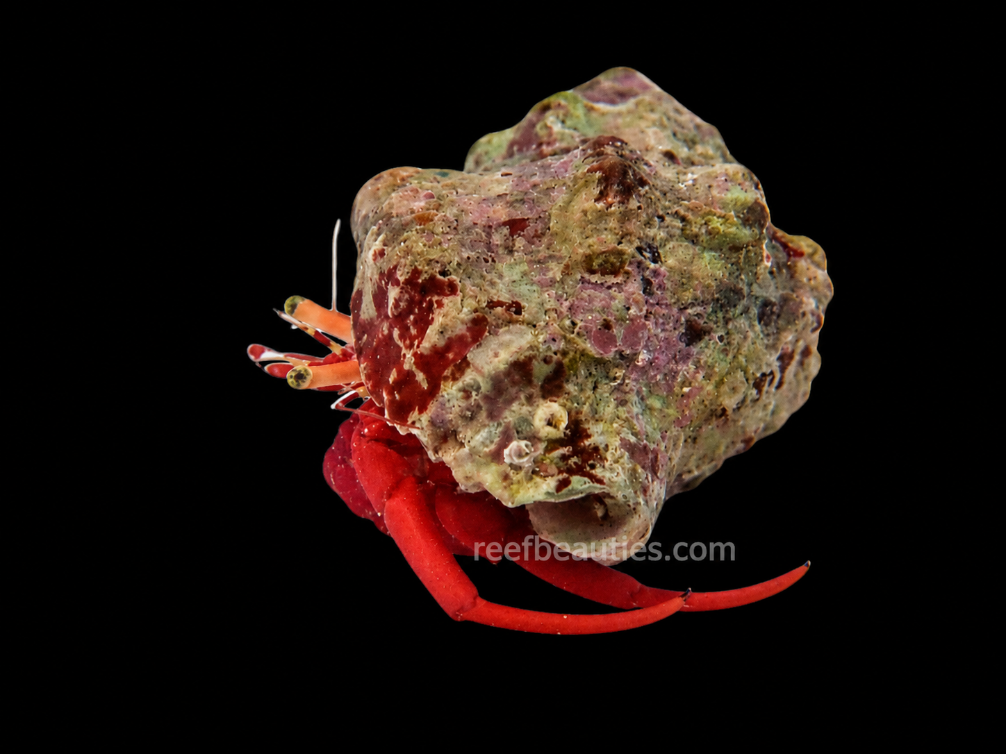 Scarlet Hermit Crab (Paguristes Cadenati)