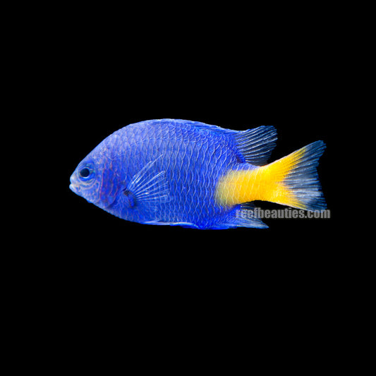 alt="Yellowtail Blue Damsel"