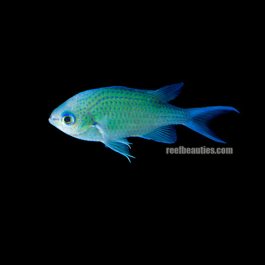 alt="Green Chromis"