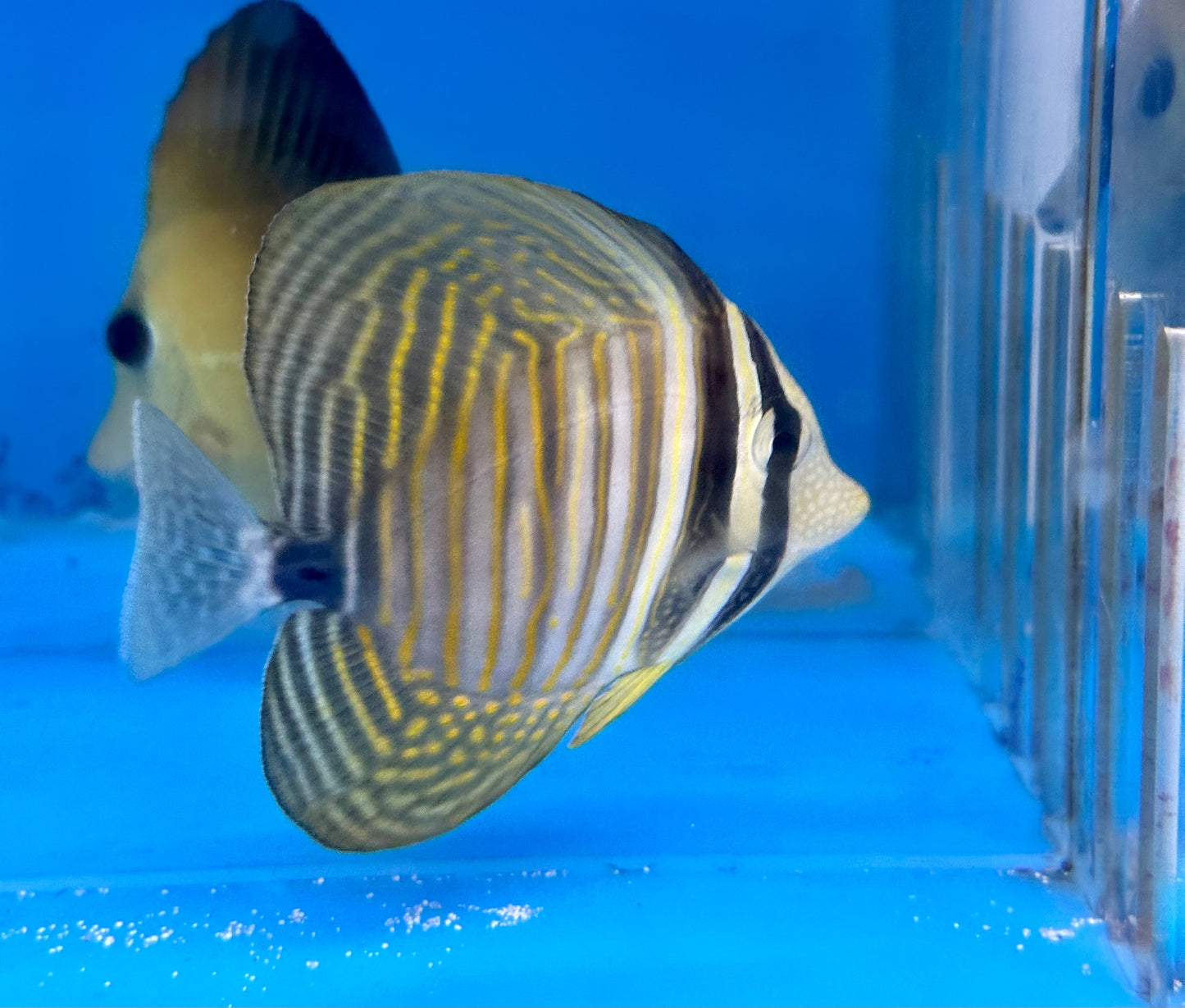 Desjardini Sailfin Tang (Zebrasoma Desjardinii)