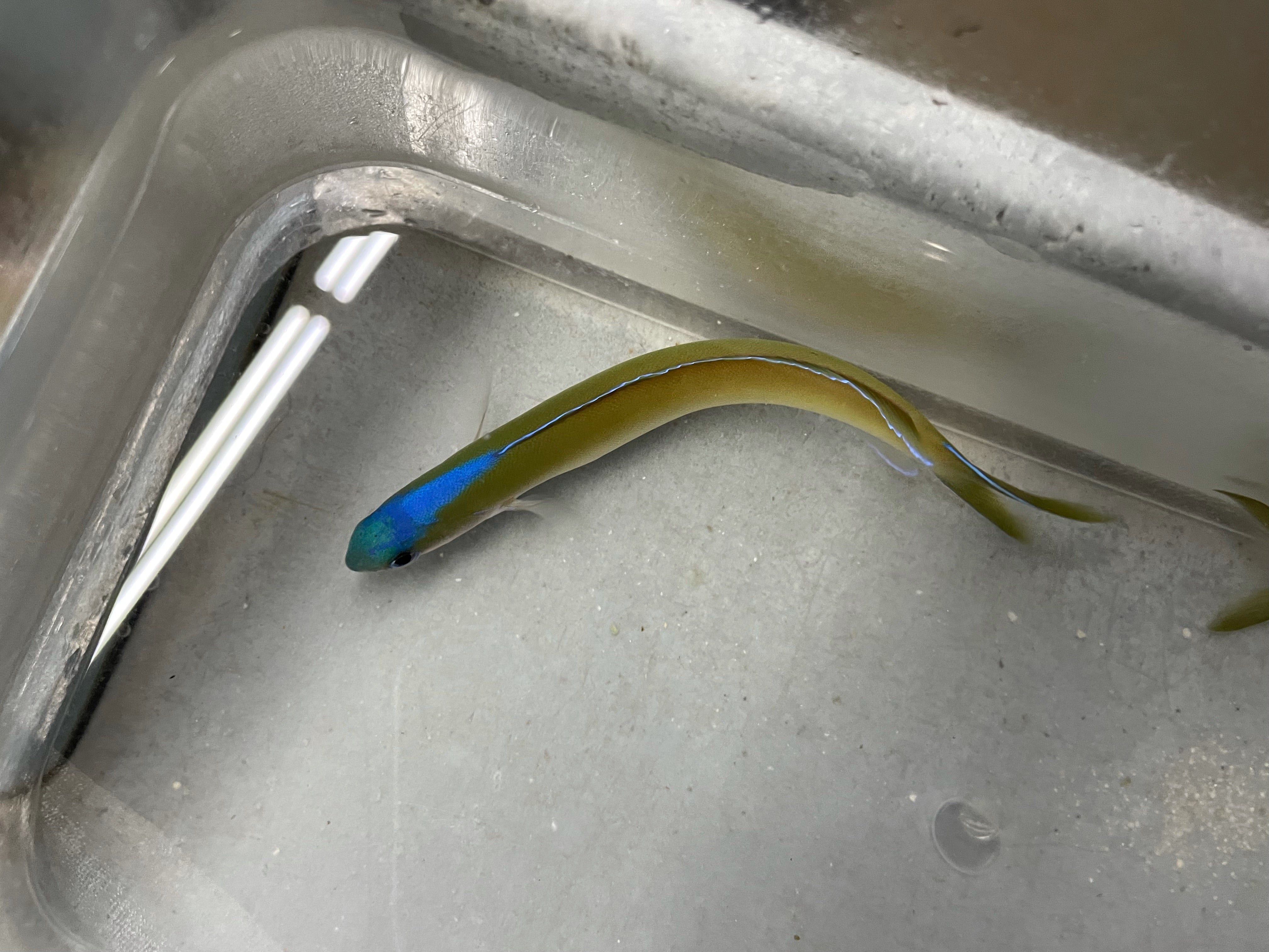 alt="bluehead tile goby"