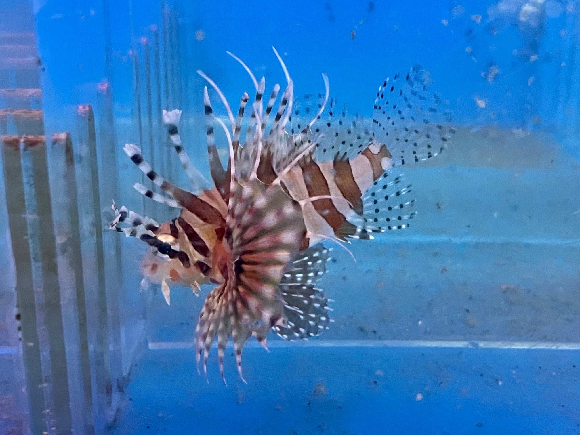alt="dwarf lionfish"