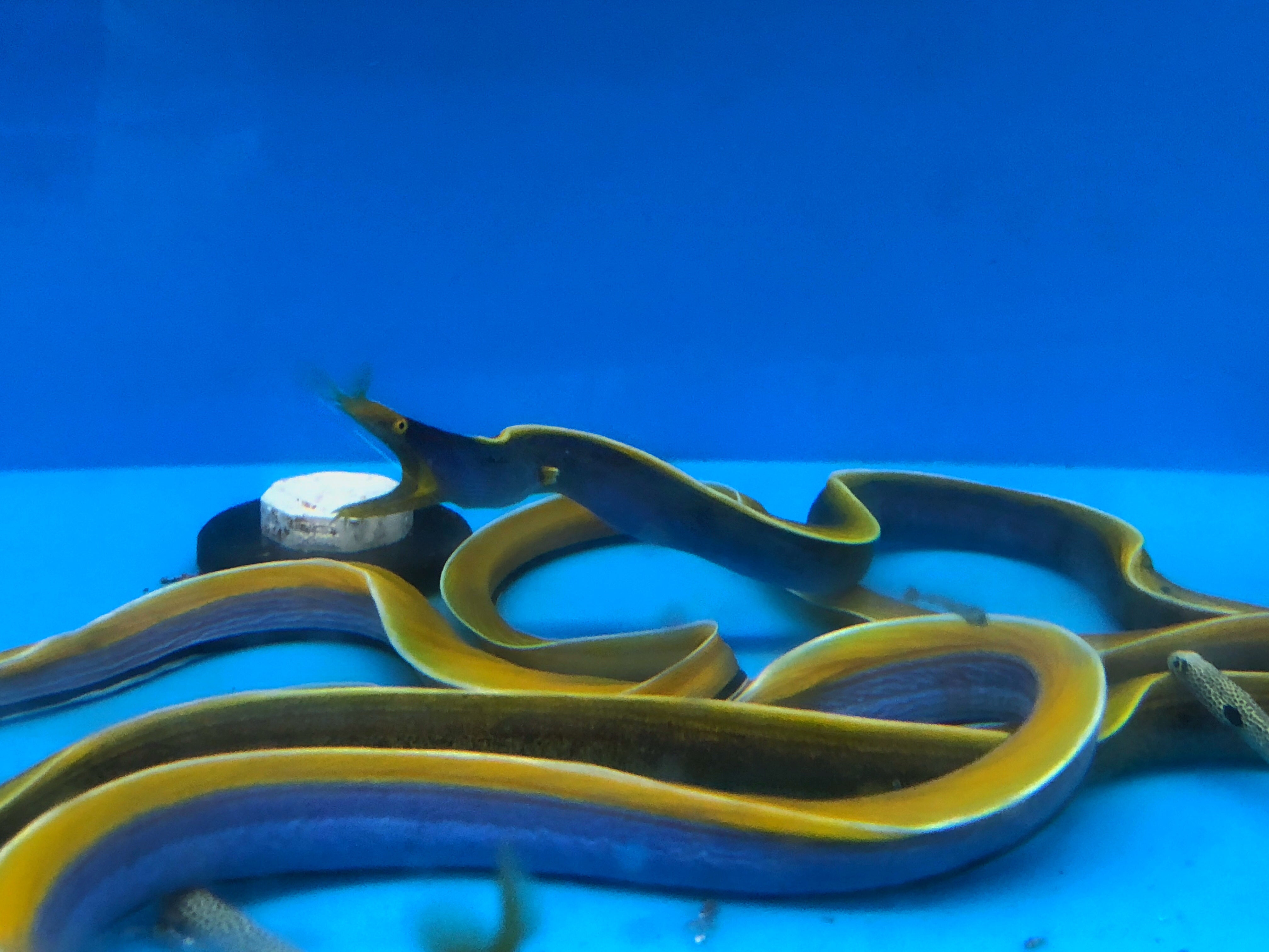 alt="Blue Ribbon Eel"