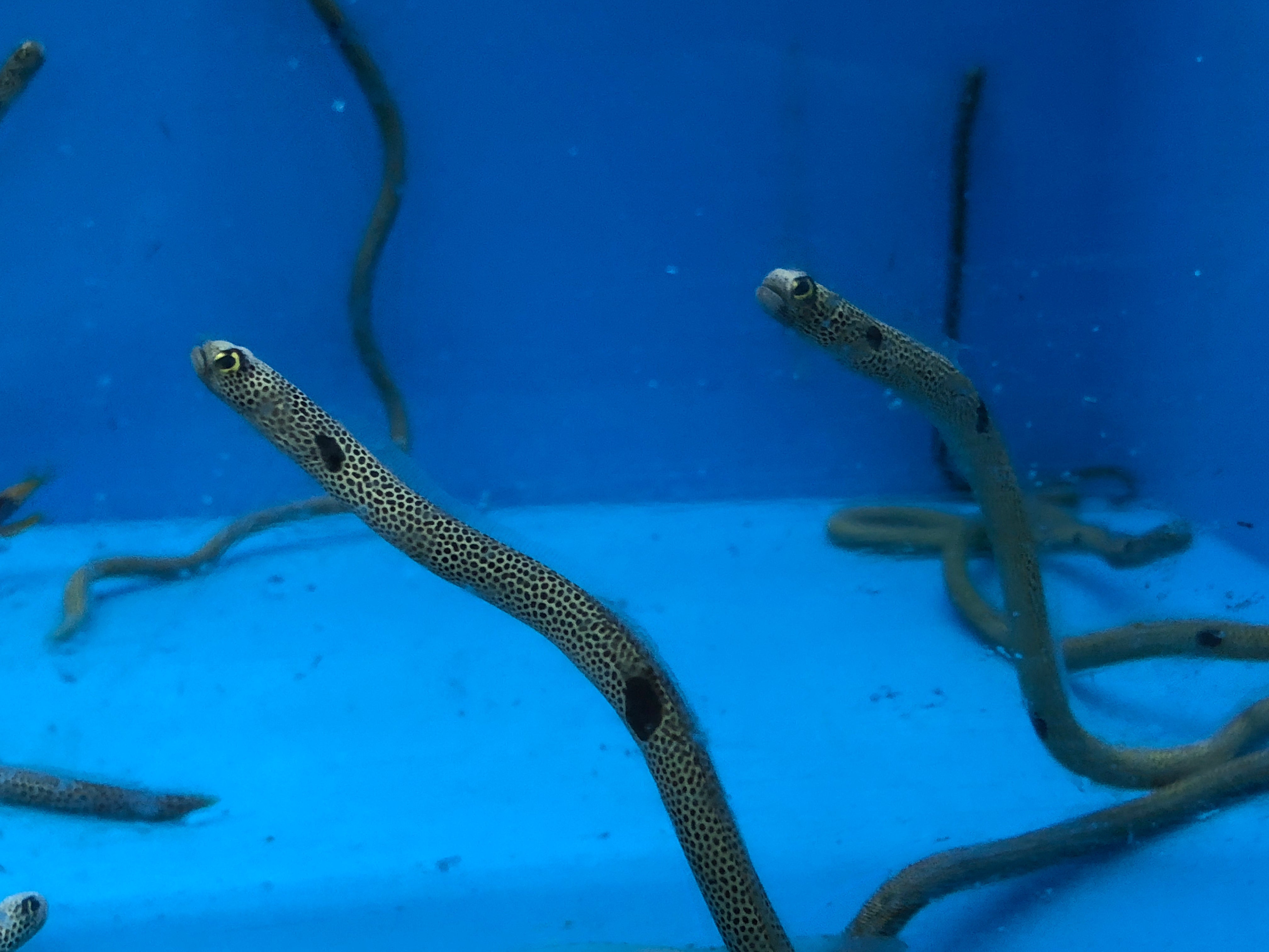 alt="Garden Eel"