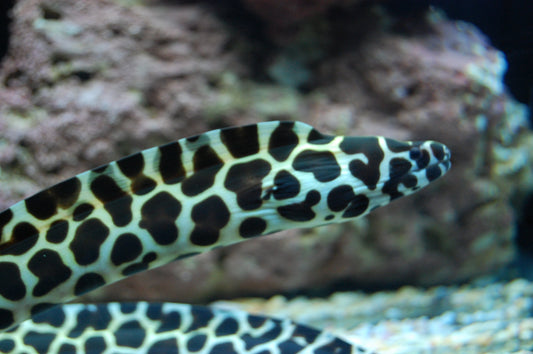 Tessalata Eel (Gymnothorax Favagineus)