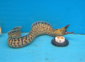 alt="tiger moray eel"