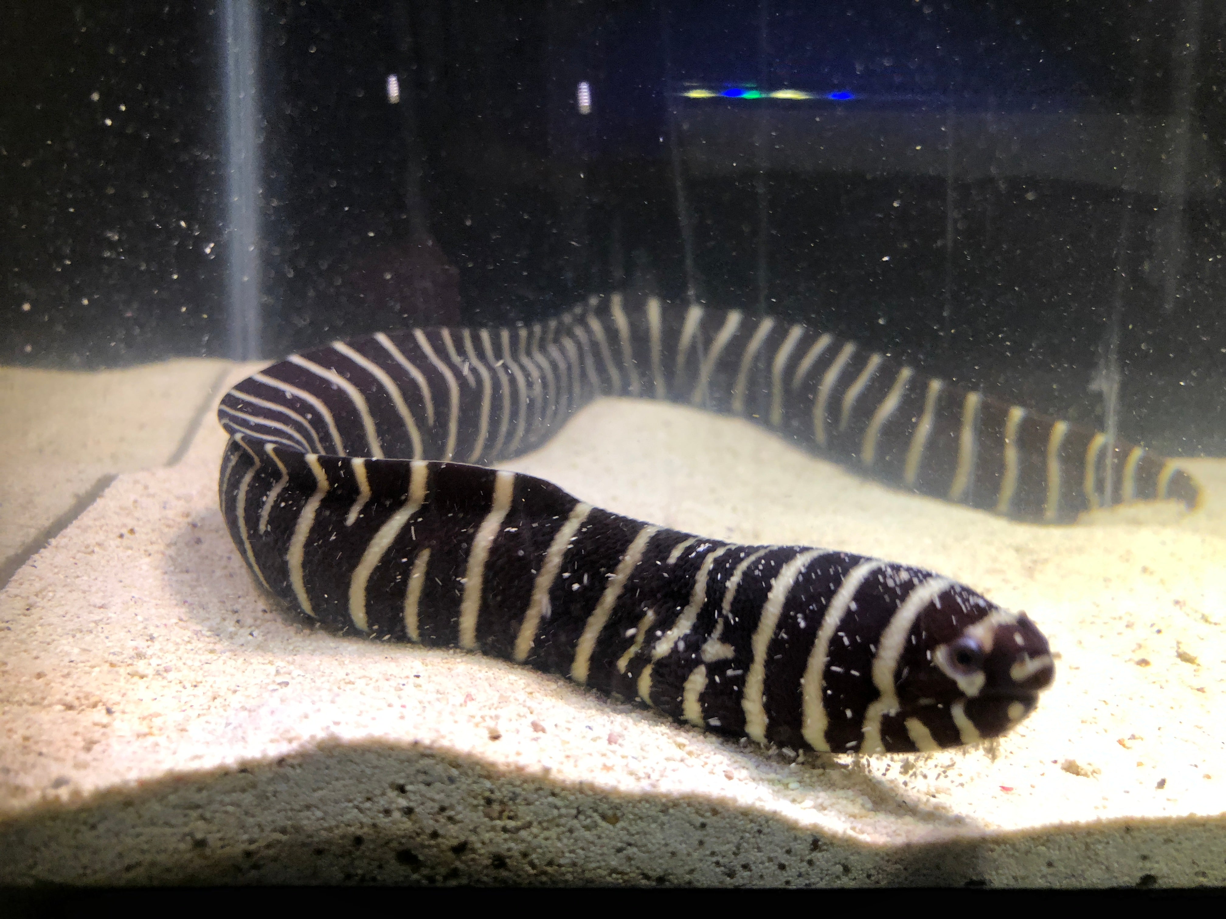 alt="Zebra Eel"