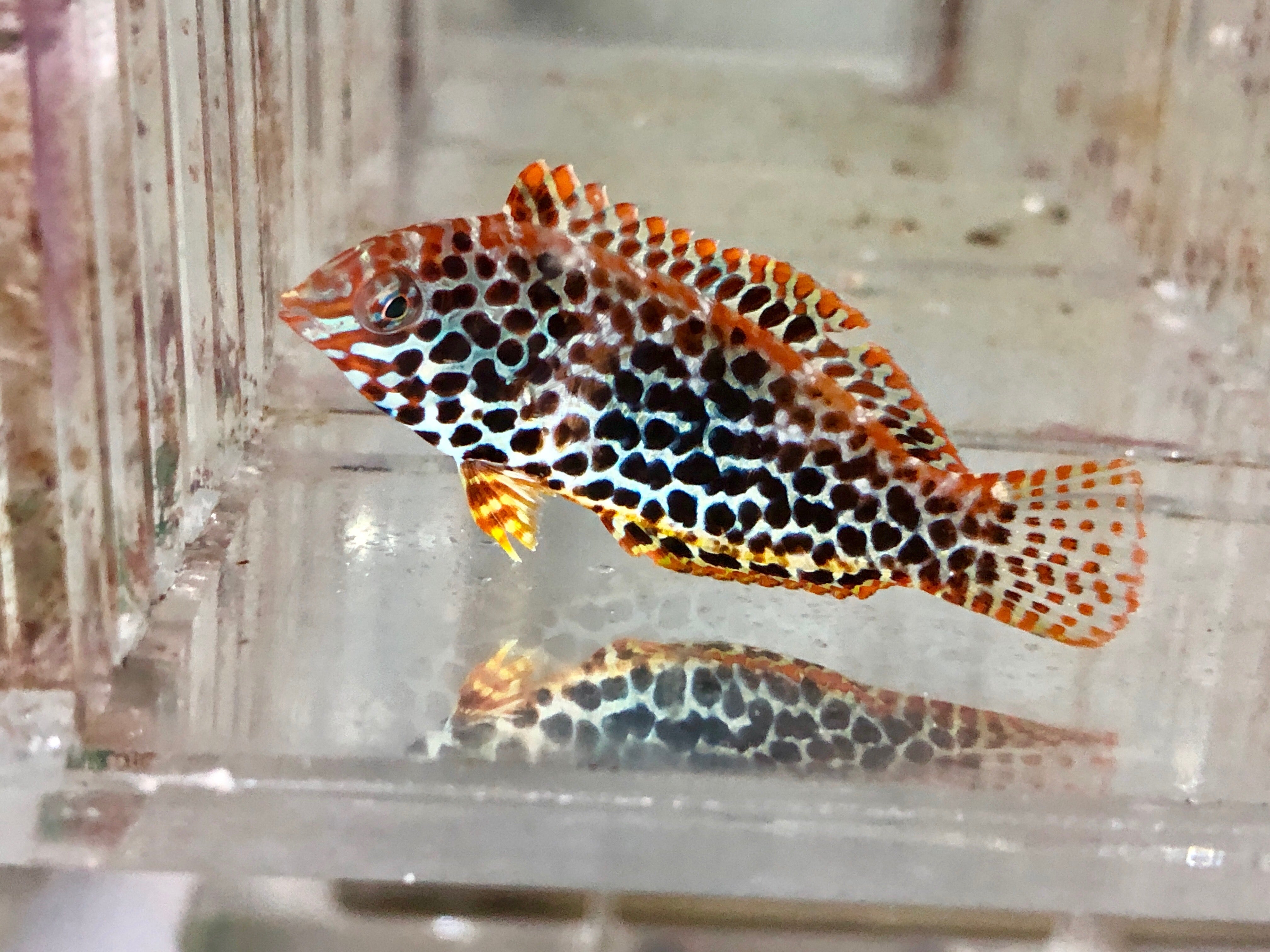 Fiji Leopard Wrasse EXPERT (Macropharyngodon Melagris)