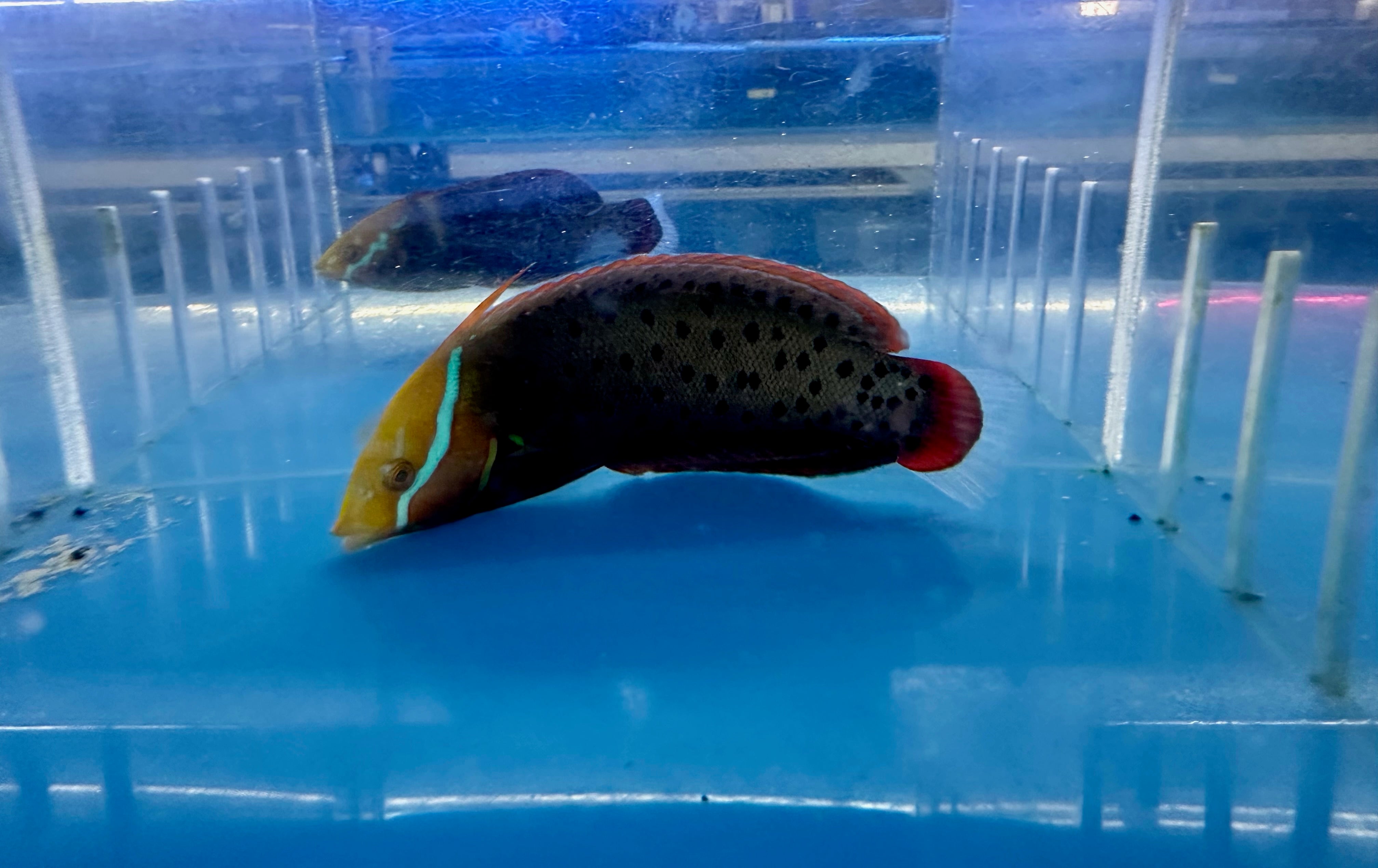 Adult Formosa Wrasse (Coris Formosa)