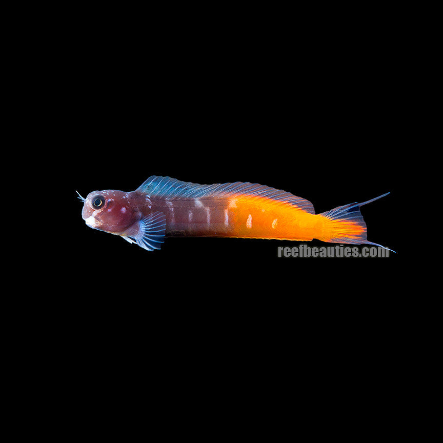 alt="bicolor blenny"