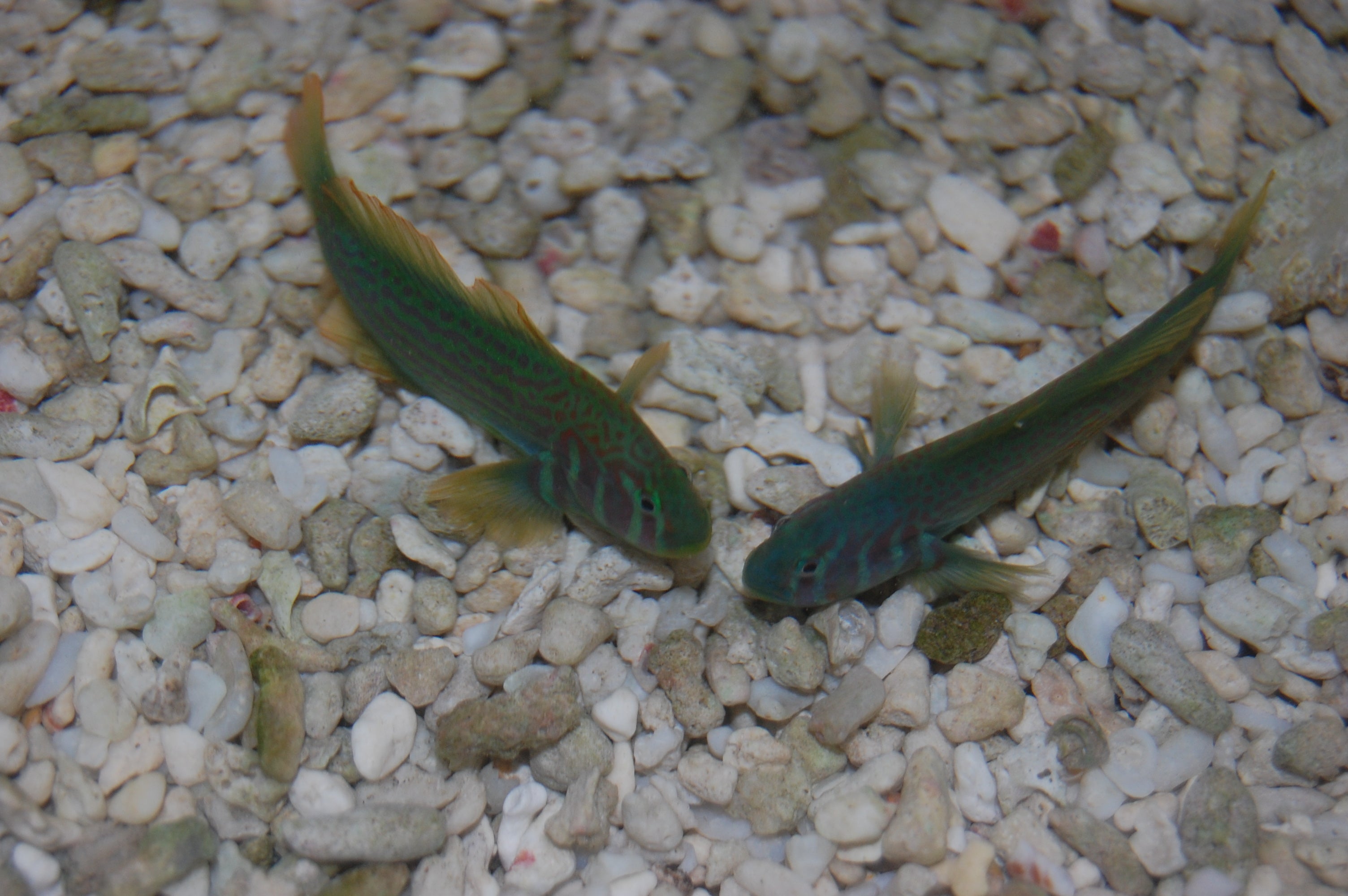 alt="clown green goby"