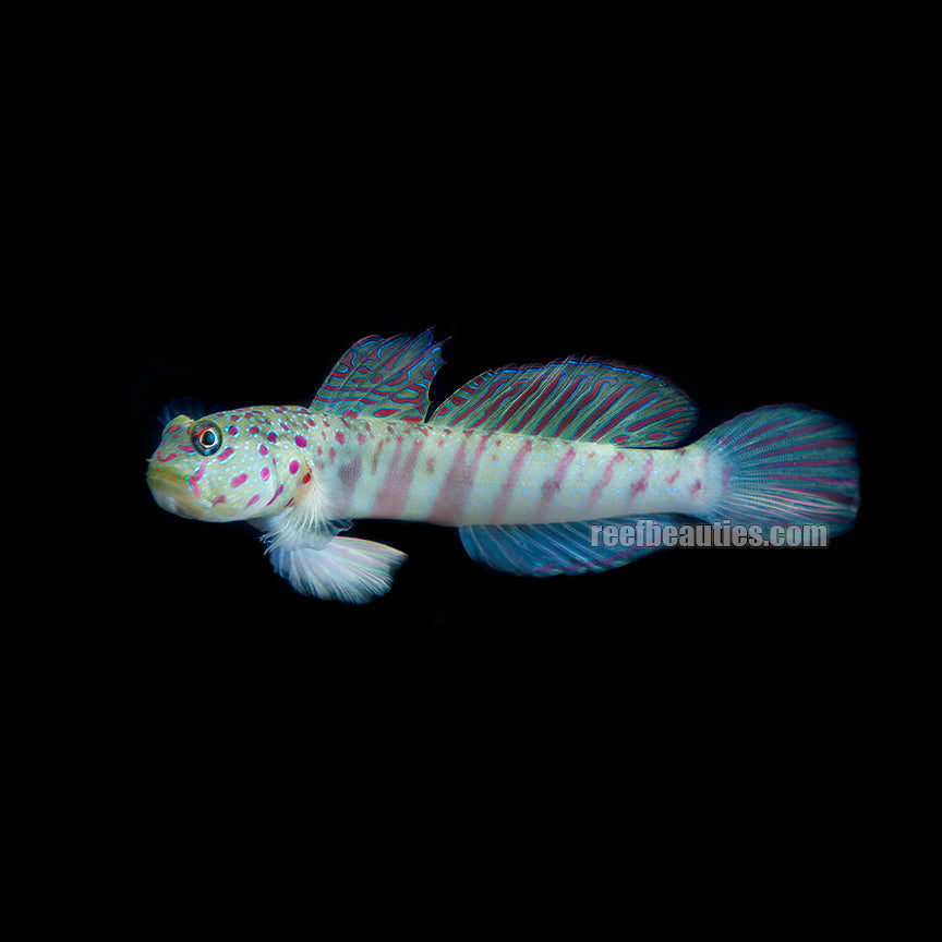 alt="watchman pink spotted goby"