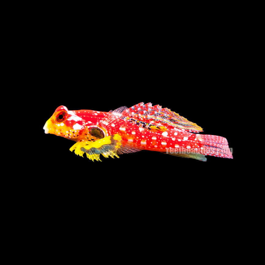 Ruby Red Goby Ruby Red Dragonet Blenny (Synchiropus Sycorax) β Reef Beauties
