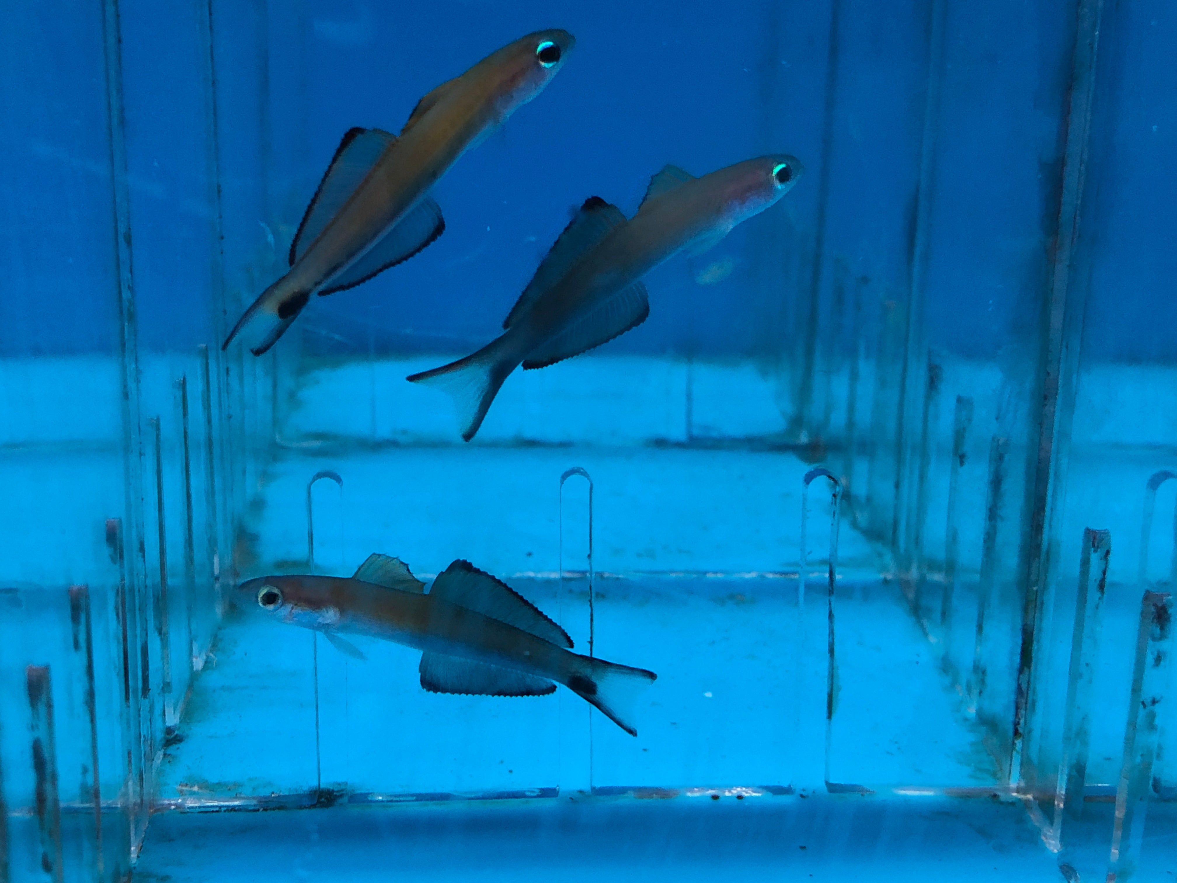 alt="scissortail goby"