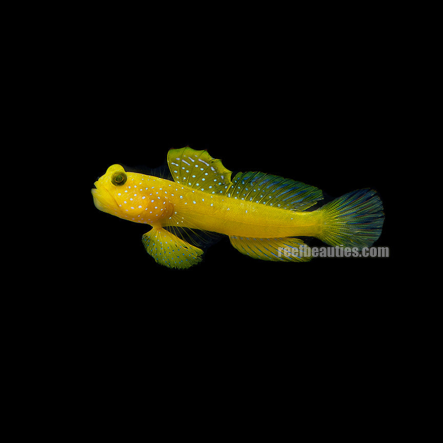 alt="watchman yellow goby"