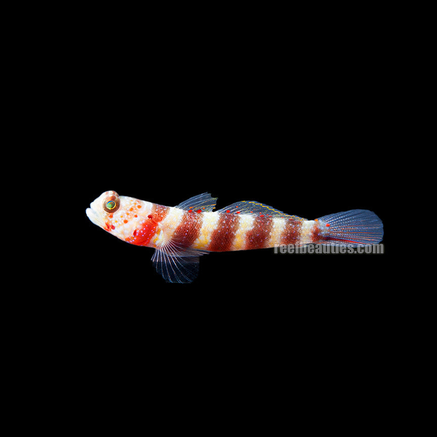 alt="weaver goby"