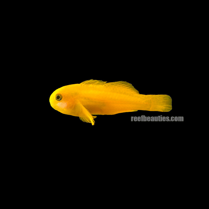 alt="clown yellow goby"