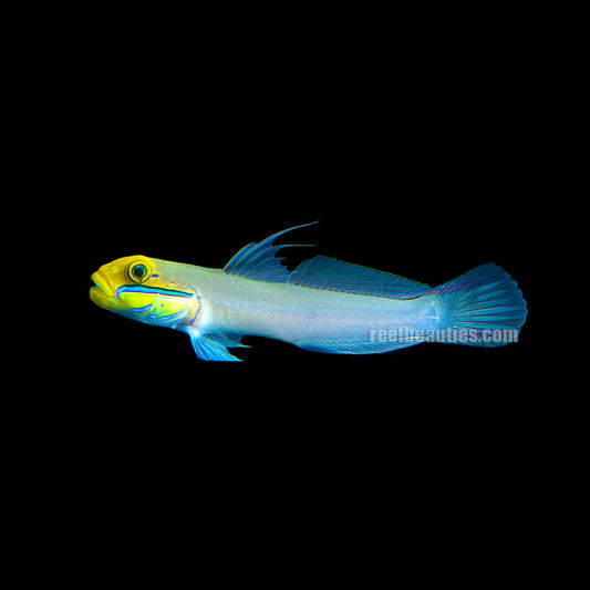 alt="gold head sleeper goby"