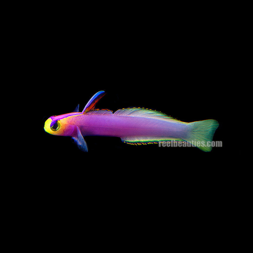 alt="helfrich's firefish goby"