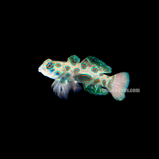 alt="spotted mandarin goby"