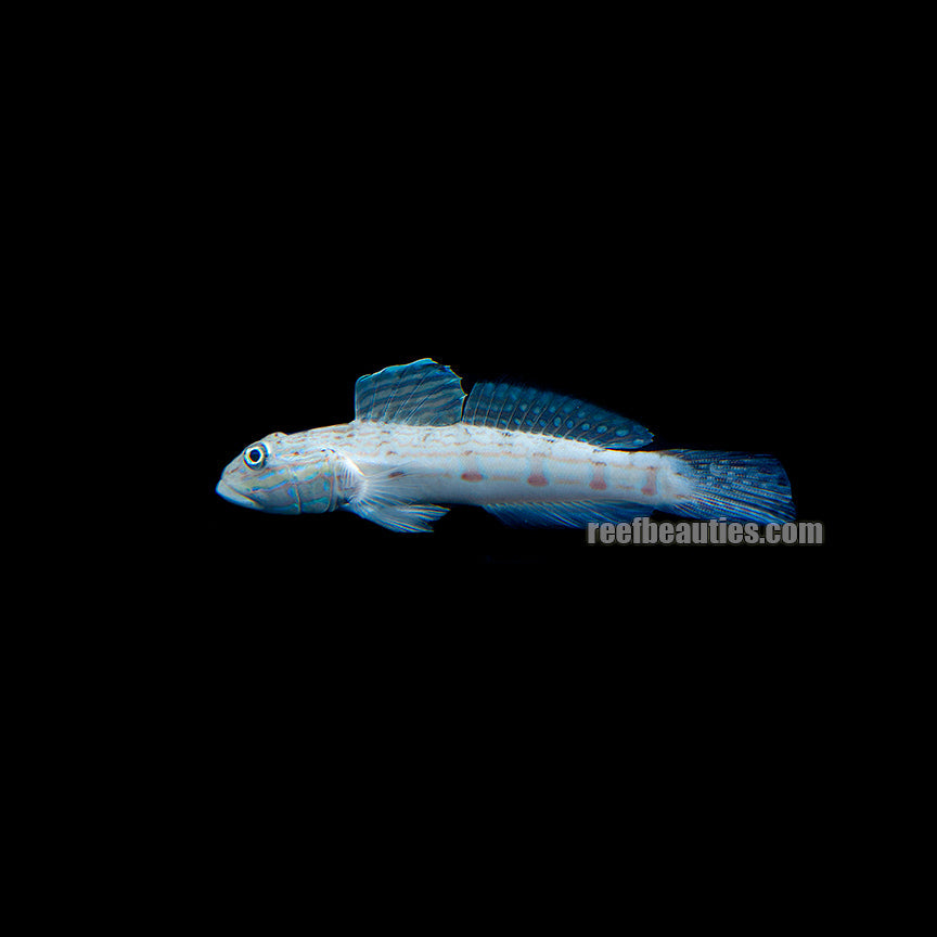 alt="valencienna goby"