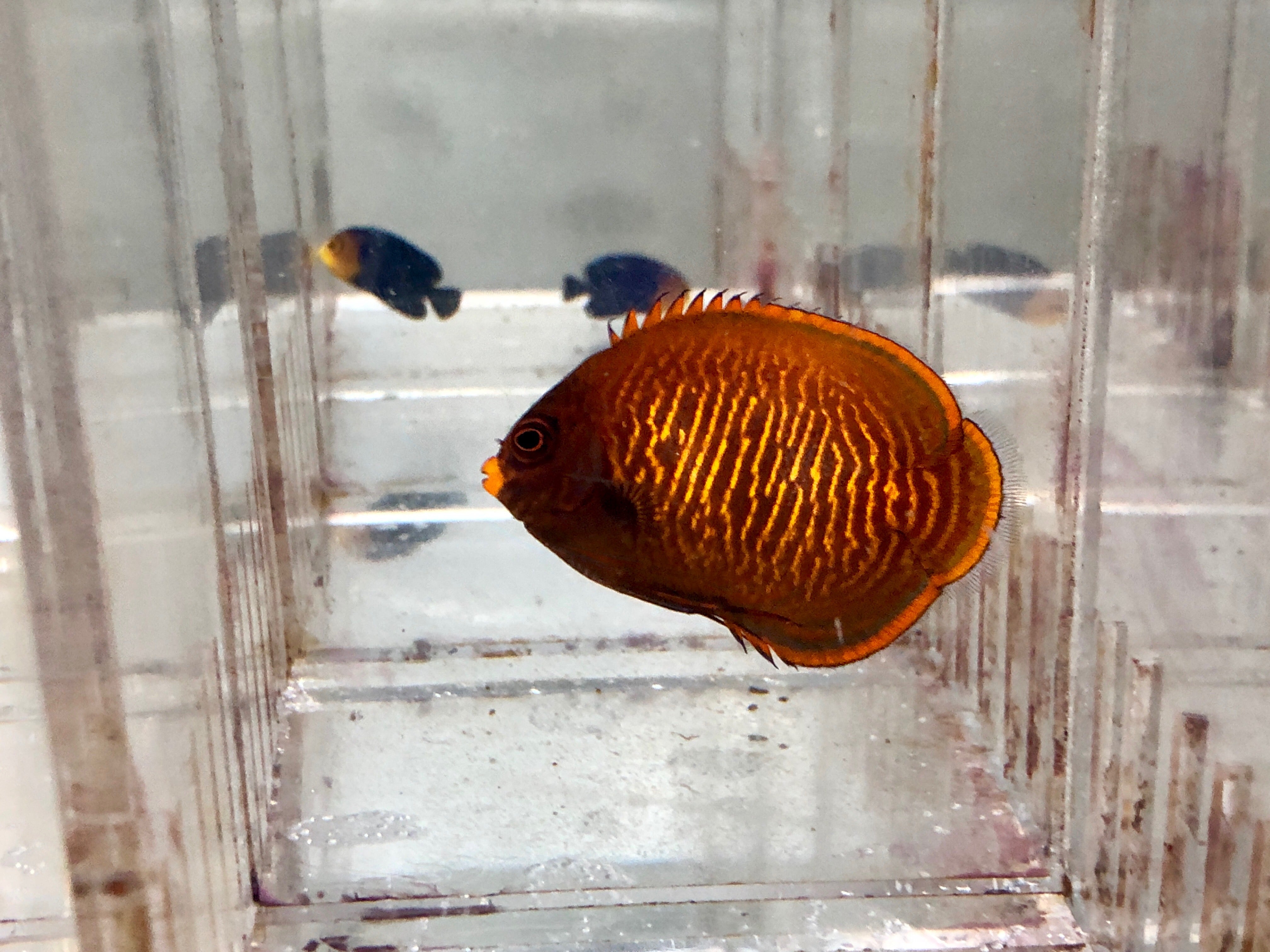 alt="Golden Angelfish"