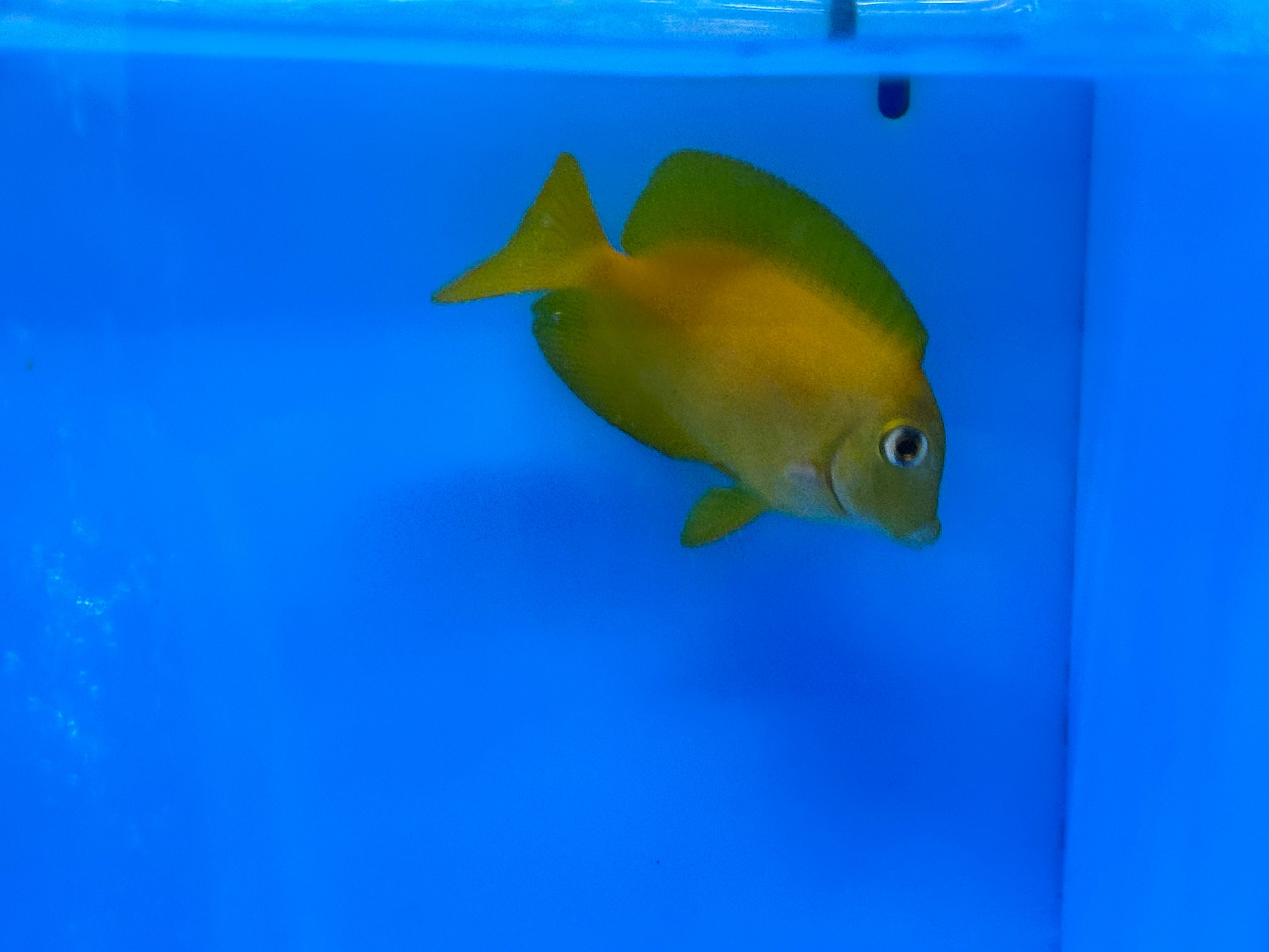 Juv Blue Eye Tang (Ctenochaetus Binotatus)