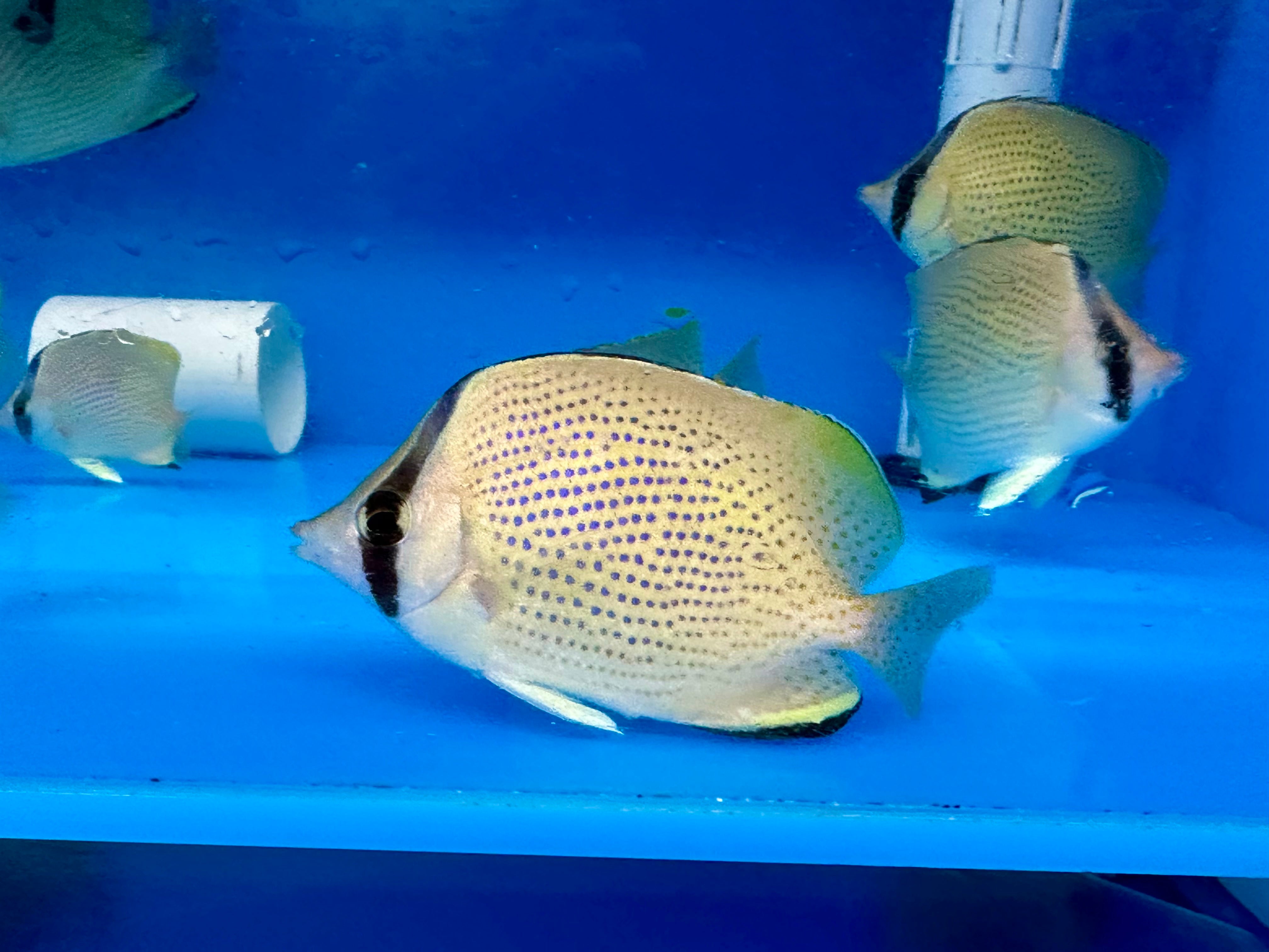 Lemon Butterfly (Chaetodon Miliaris)