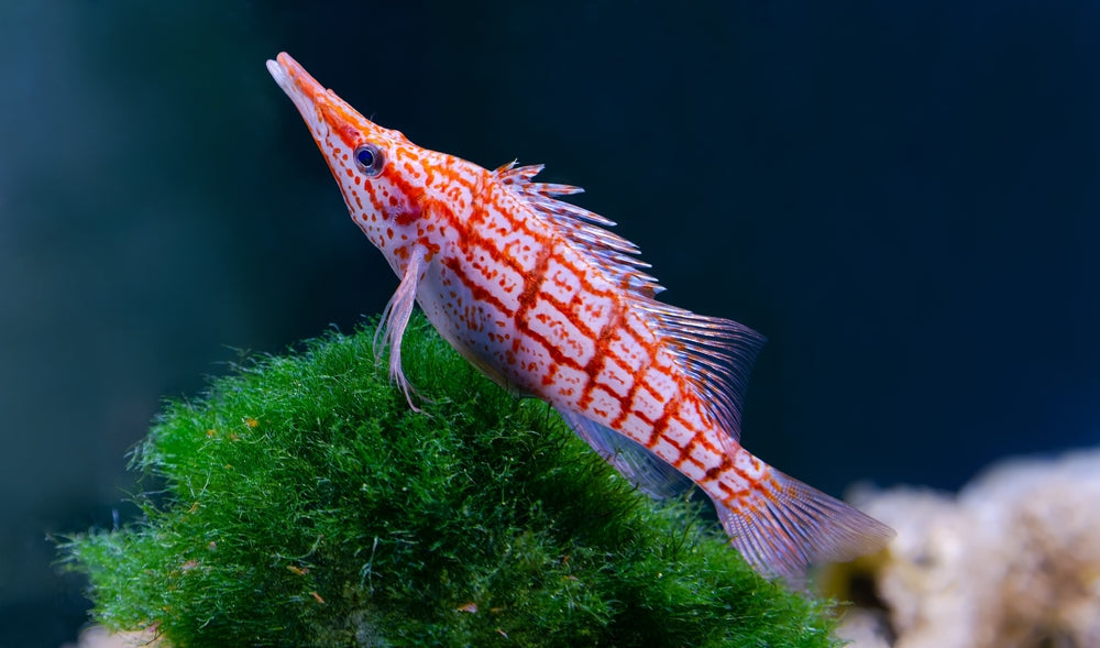 Hawkfish Longnose (Oxycirrhites Typus)