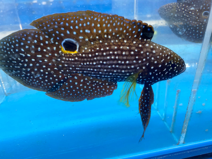 Reef Beauties: Saltwater Fish and Inverts Online