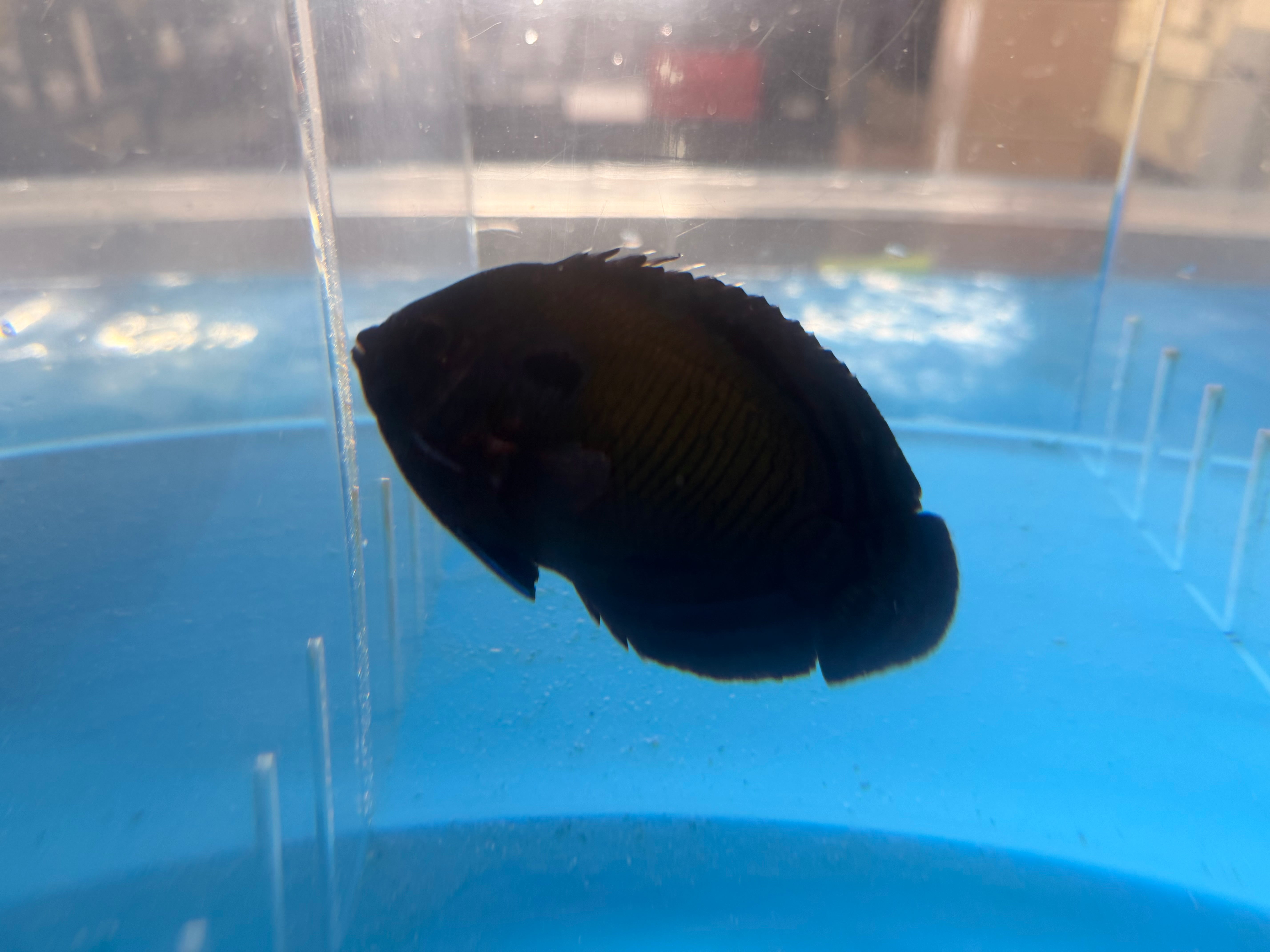 Midnight Angel (Centropyge Nox)