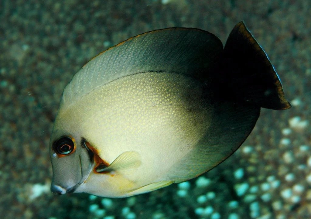 Halfblack Mimic Tang (Acanthurus Chronixis)