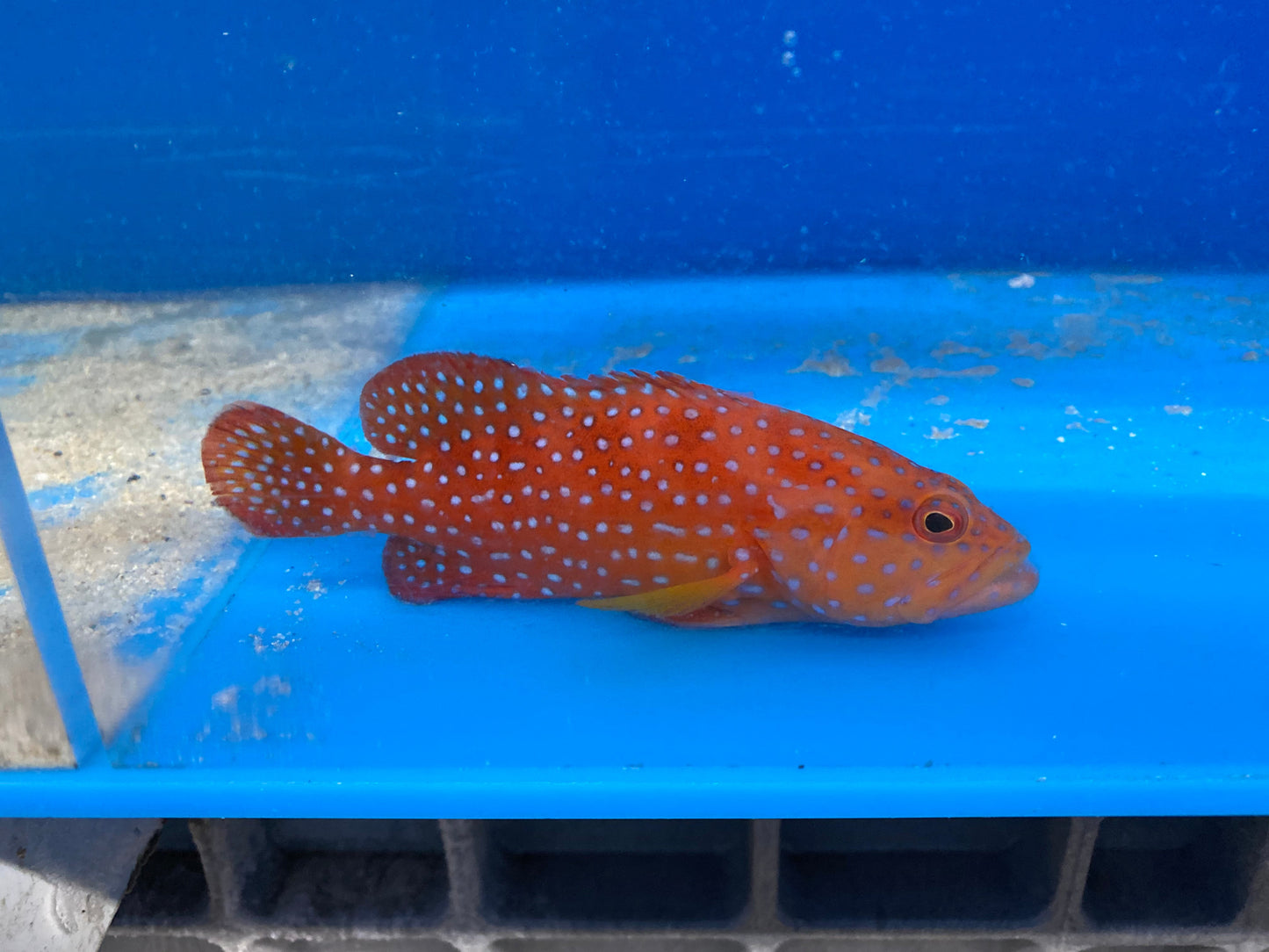 Miniatus Grouper (Cephalopholis Miniata)