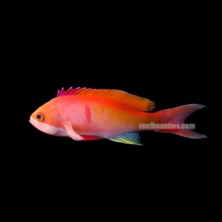 Lyretail Anthias Male Fiji (Pseudanthias Squampinnis)