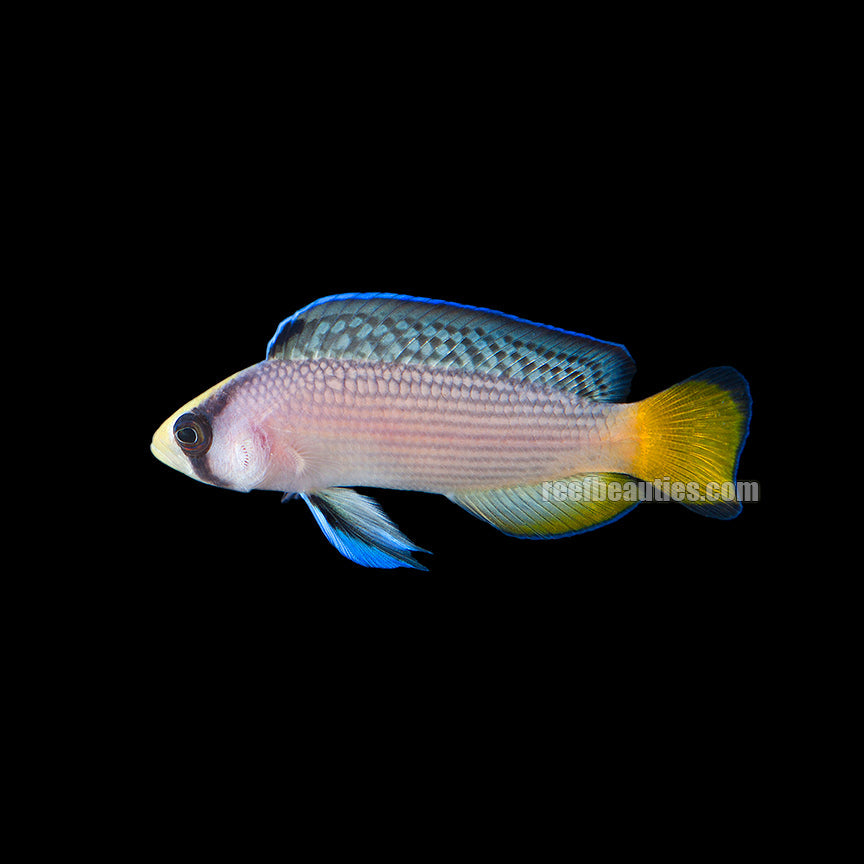 Splendid Dottyback (Pseudochromis Splendens)