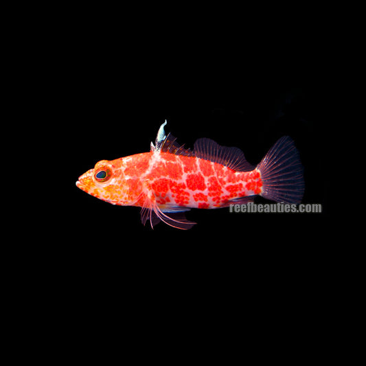 Geometric Flame Hawk (Plectranthias Inermis)