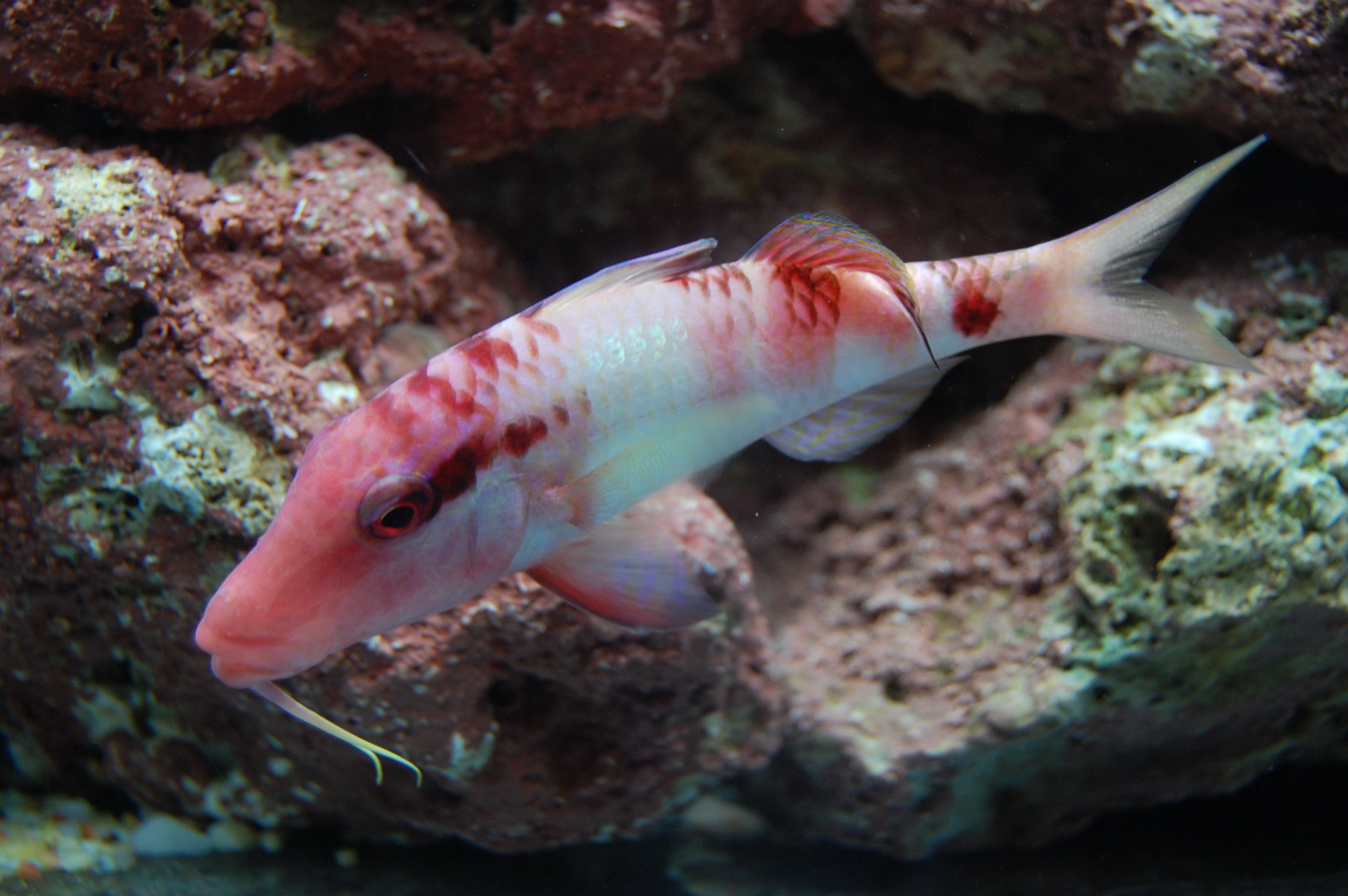 Miscellaneous – Page 2 – Reef Beauties