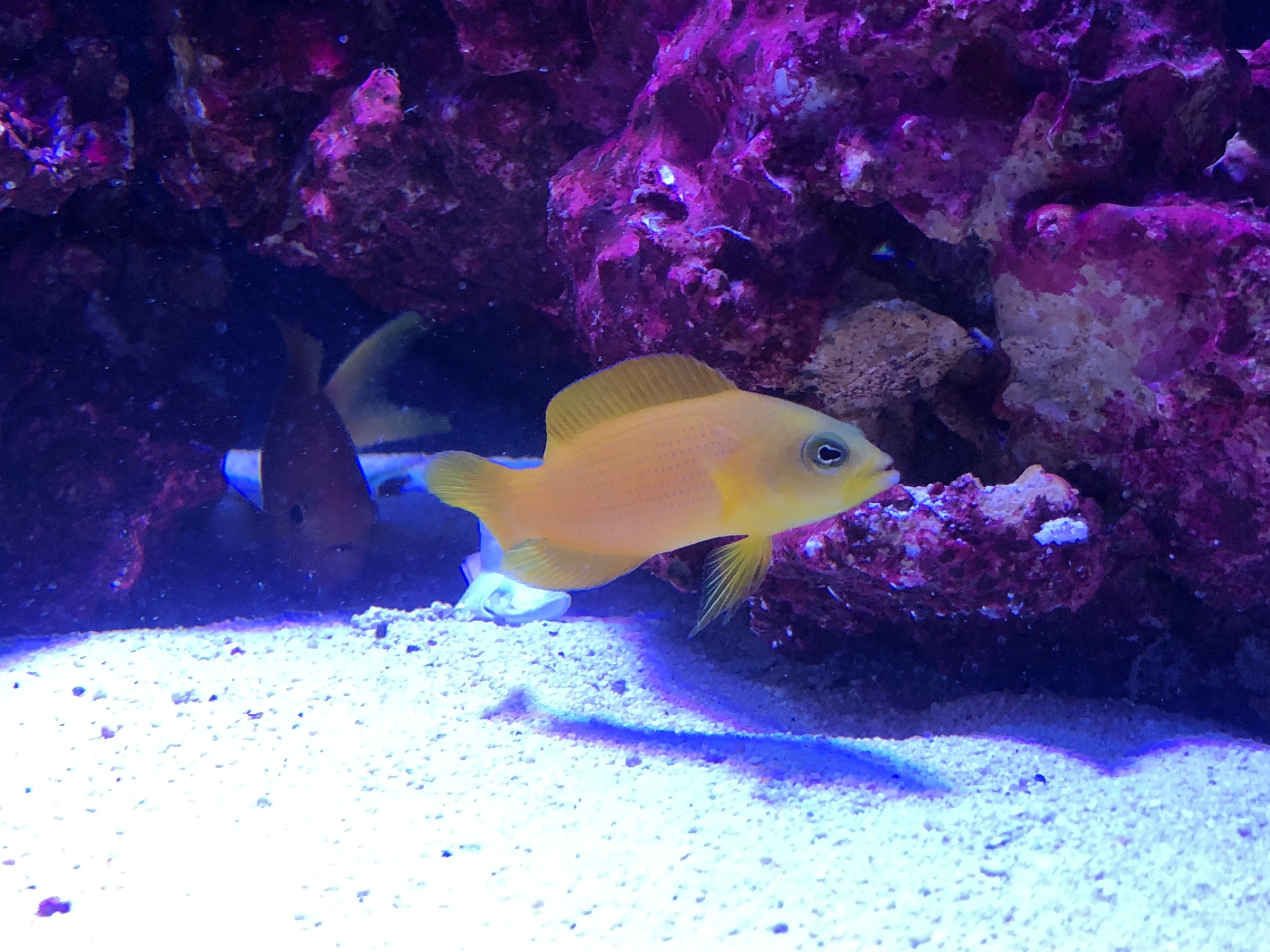 Golden Dottyback (Plectropomus Maculatus)
