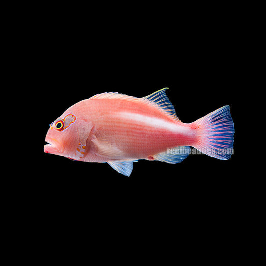 Hawkfish Arc Eye (Paracirrhites Arcatus)