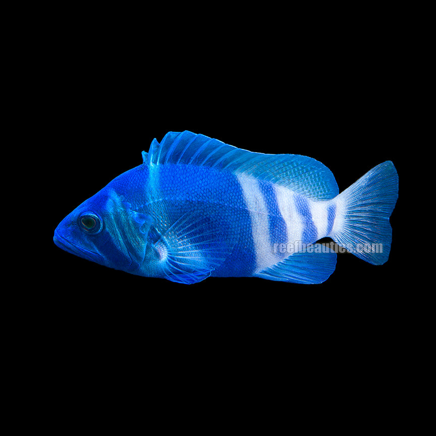 Indigo Hamlet (Hypoplectrus Indigo)