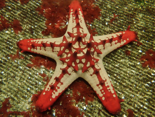 Red Knob Starfish (Protoreaster Linckii)