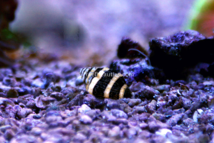 Bumble Bee Snail (Engina Mendicaria)