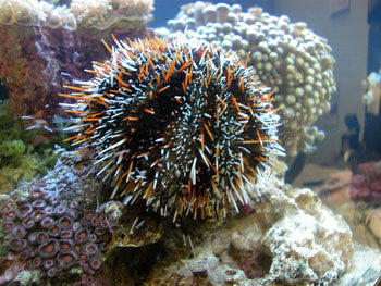 Hairy Pincushion Urchin (Mespillia Globulus)