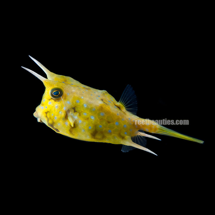 Longhorn Cowfish EXPERT (Lactoria Cornuta)