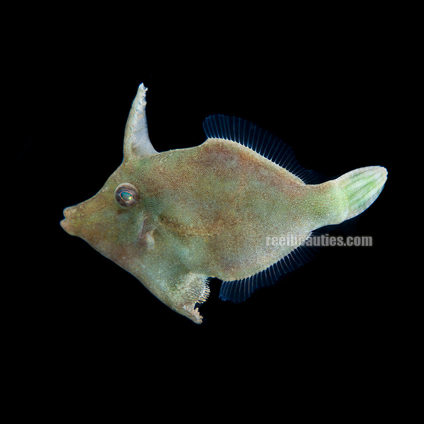 Aiptasia-Eating Filefish (Acreichthys Tomentosus)