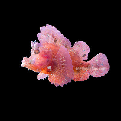 Rhinopias Purple EXPERT (Rhinopias Frondosa)