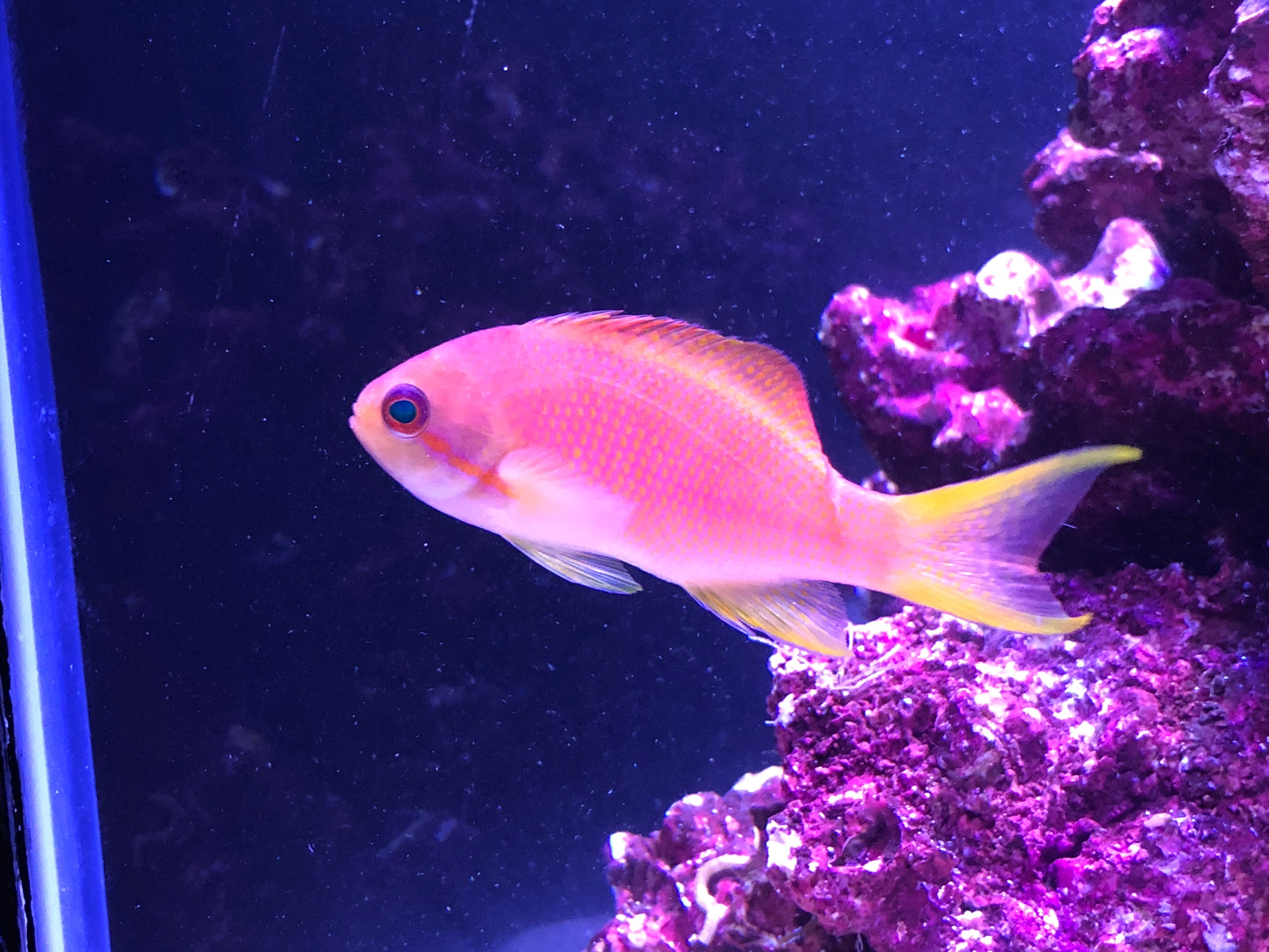Squamipinnis Female (Pseudanthias Squampinnis)