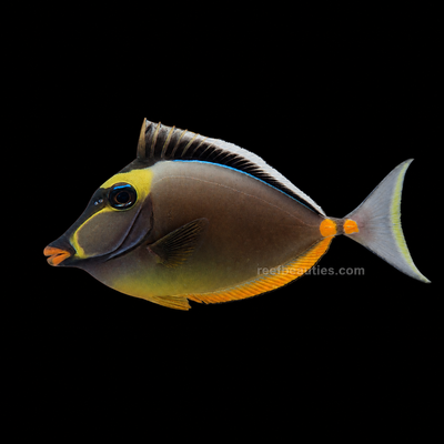 Naso Tang (Naso Lituratus)