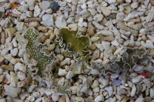 Nudibranch Lettuce Green (Nudibranch Sp.)